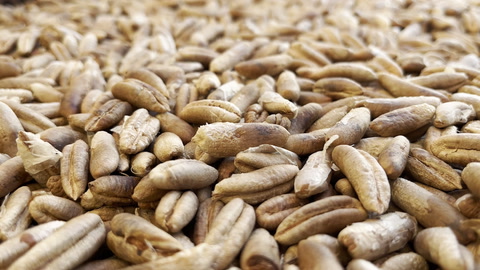 Date seeds could be the answer to creating sustainable construction materials