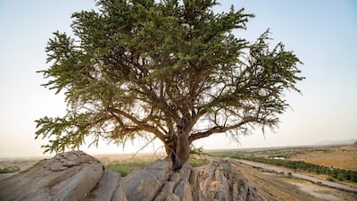 Non-profit groups in the UAE are working to help restore native plant species on land and underwater that are critical to the environment. Photo: Environment Agency Abu Dhabi