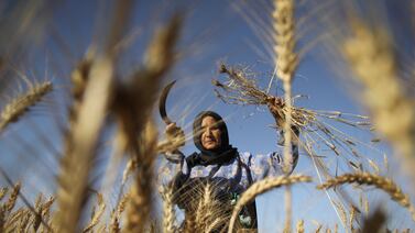 A Palestinian farmer collects wheat stalks during the annual harvest in Khuza'a, east of Khan Yunis. Getty Images