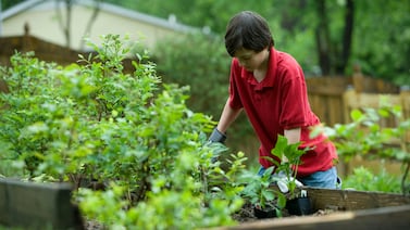 Gardening requires people to use their non-dominant hand, which is a good physical and cerebral exercise. Photo: CDC / Unsplash