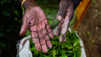 A tea picker shows her hands whilst she havests leaves at a plantation in Hatton. Sri Lanka's tea pickers are determined to use their powerful vote to choose a president in this month's elections who will improve their working conditions. AFP