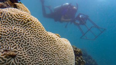 The result of coral bleaching off the coast of the UAE. Photo: Rebekka Pentii / NYUAD